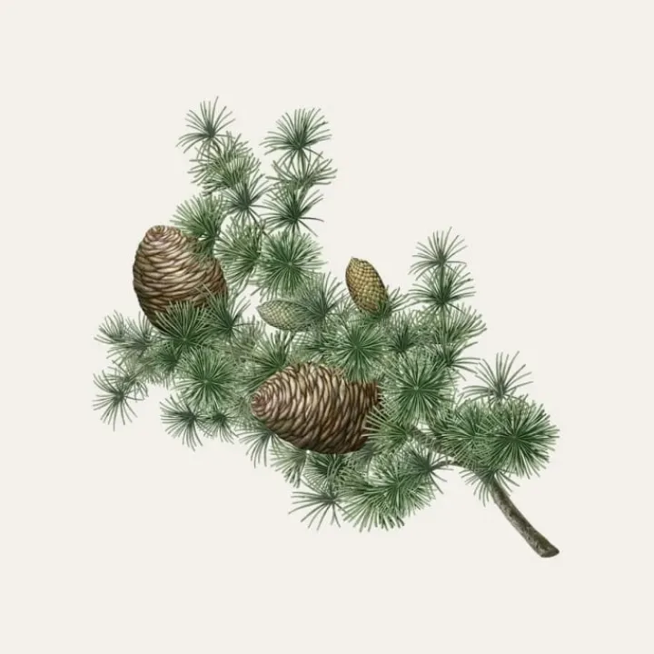Carrière Frères Cèdre - Cedrus Atlantica Bougie Parfumée
