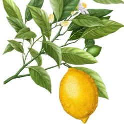 Carrière Frères Citron de Syracuse - Citrus Syracusis Bougie Parfumée