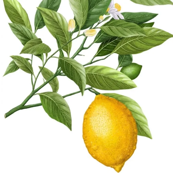 Carrière Frères Citron de Syracuse - Citrus Syracusis Bougie Parfumée