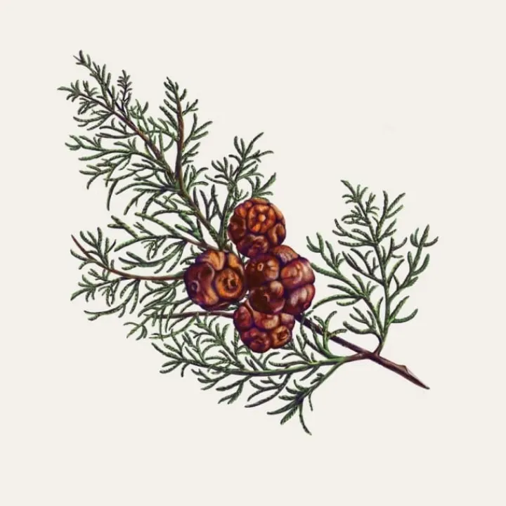 Carrière Frères Cyprès - Cupressus Palet Botanique