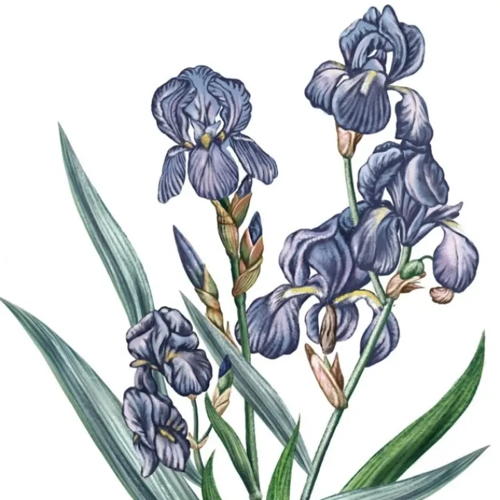 Carrière Frères Iris - Iris Pallida Bougie Parfumée