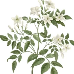 Carrière Frères Jasmin - Jasminum Officinale                Bougie Parfumée