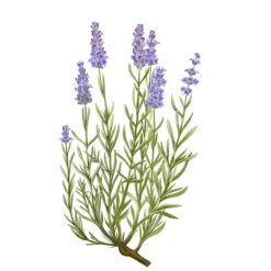 Carrière Frères Lavande - Lavandula Angustifolia Bougie Parfumée