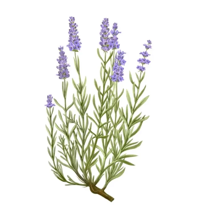 Carrière Frères Lavande - Lavandula Angustifolia Bougie Parfumée