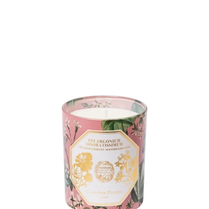 Carrière Frères Pelargonium Odoratissimum - Géranium Bougie Parfumée