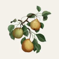 Carrière Frères Poire - Pirum Bougie Parfumée