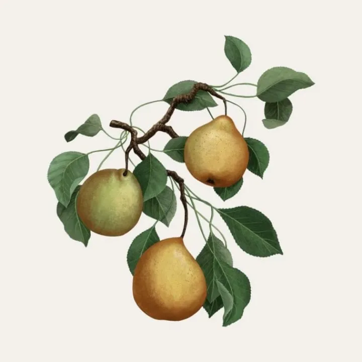 Carrière Frères Poire - Pirum Bougie Parfumée