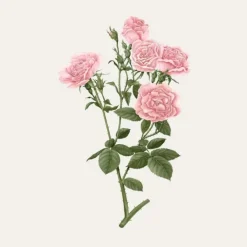 Carrière Frères Rose de Damas - Rosa Damascena                Bougie Parfumée