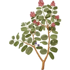 Carrière Frères Santal - Santalum Album                Bougie Parfumée