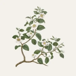 Carrière Frères Thé - Camelia Sinensis                Bougie Parfumée