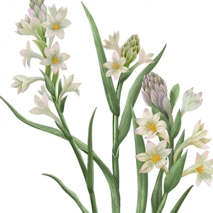 Carrière Frères Tubéreuse - Polientes Tuberosa Bougie Parfumée