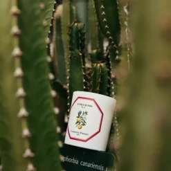 Carrière Frères Yuzu - Citrus Junos                Bougie Parfumée