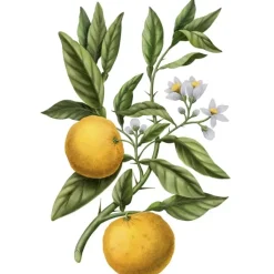 Carrière Frères Yuzu - Citrus Junos                Diffuseur de Parfum