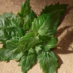 Homme Dolce&Gabbana Devotion pour Homme                Eau de Parfum