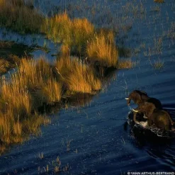 Femme GUERLAIN Aqua Allegoria Forte Rosa Palissandro Eau de Parfum