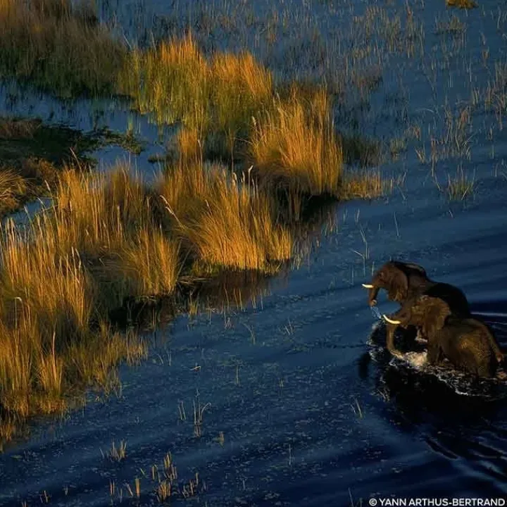 Femme GUERLAIN Aqua Allegoria Forte Rosa Palissandro Eau de Parfum