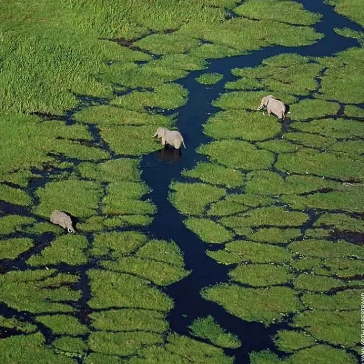 Femme GUERLAIN Aqua Allegoria Granada Salvia Eau de Toilette