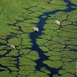 Femme GUERLAIN Aqua Allegoria Orange Soleia Eau de Toilette - Fin de Collection