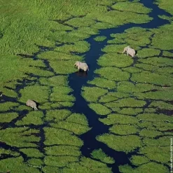 Femme GUERLAIN Aqua Allegoria Rosa Verde                Eau de Toilette