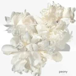 Femme HERMÈS Twilly d'Hermès Eau Ginger                Eau de Parfum