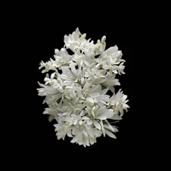 Kilian Paris Love Don't Be Shy                Eau de Parfum - Flacon-Recharge