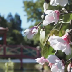 Maison Margiela REPLICA Springtime in a Park Bougie Parfumée Florale Fraîche