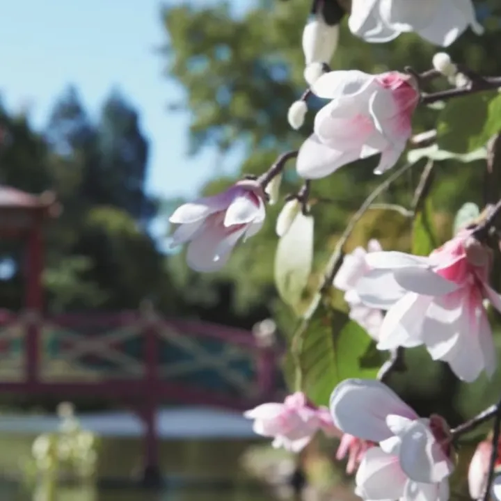 Maison Margiela REPLICA Springtime in a Park Bougie Parfumée Florale Fraîche