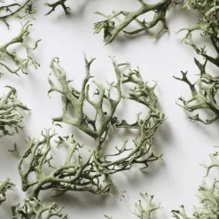 Homme Ralph Lauren Big Pony Eau de Toilette