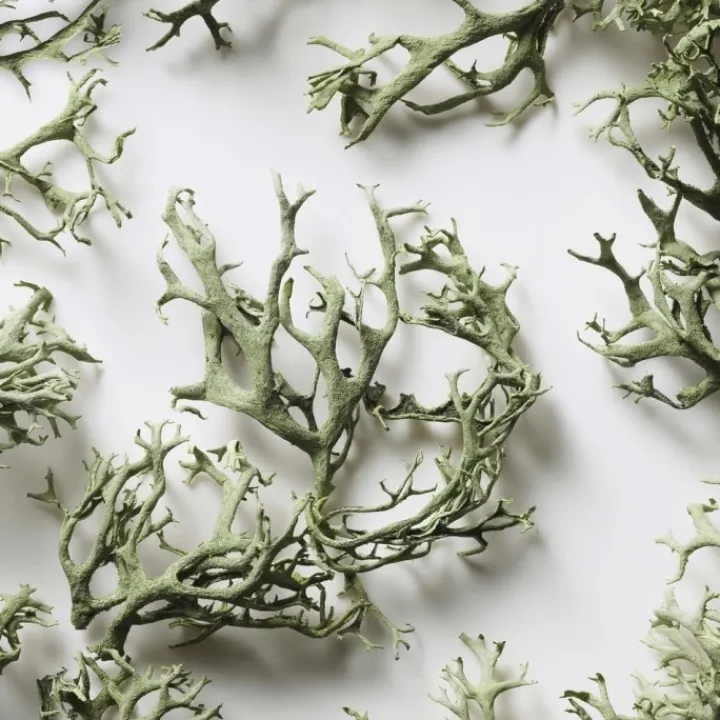 Homme Ralph Lauren Big Pony Eau de Toilette