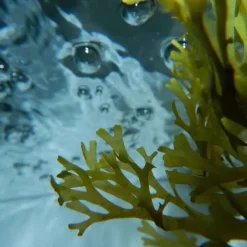 Urban Keratin Ocean Therapy                Sérum Marin aux Algues